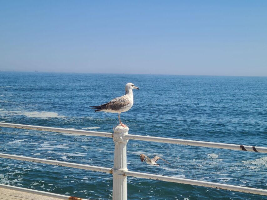 Seagull on a white bannister, blue sea in the background