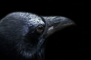 extreme close-up on a raven's head