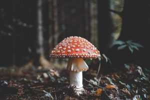 amanita muscaria mushroom