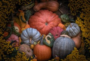 pile of different pumpkins and squashes