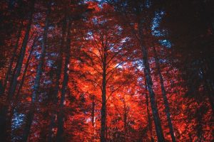 Forest of trees with red leaves
