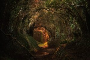 dark round passage through forest