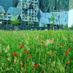 Poppies and grass in front of a modern mall